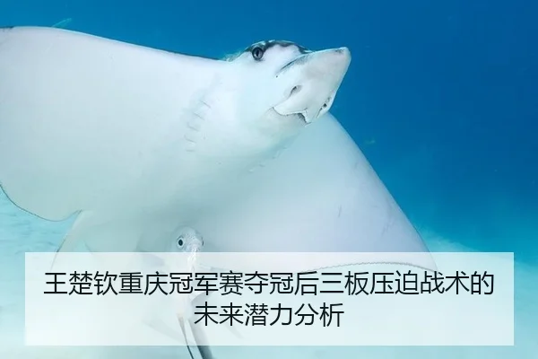王楚钦重庆冠军赛夺冠后三板压迫战术的未来潜力分析